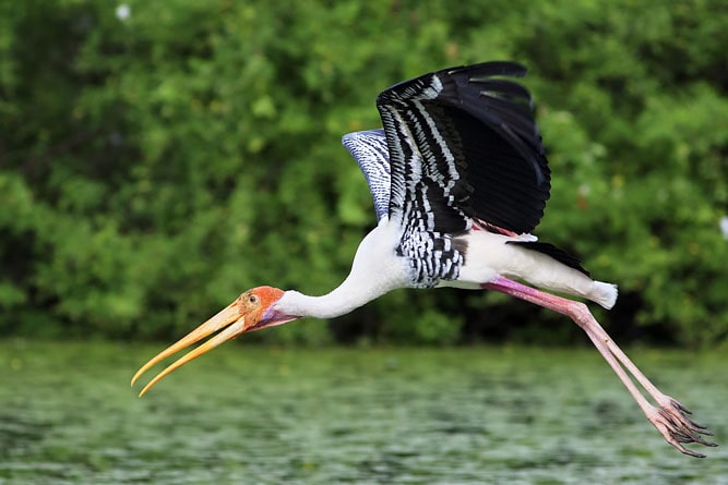 sarus crane or Grus antigone at keoladeo national park or bharatpur bird  sanctuary rajasthan india Stock Photo - Alamy