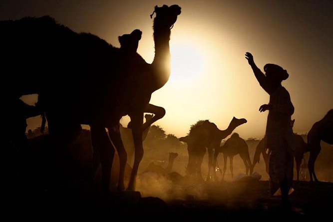 Foire aux chameaux de Pushkar, Pushkar, Rajasthan